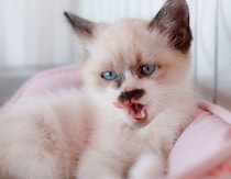 愛犬の散歩中に出会った子猫を保護→1才半の今、“ちょびひげ模様”がトレードマークのこんがり猫に成長！