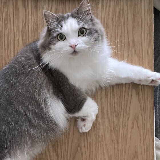 テーブルの上でくつろぐ猫