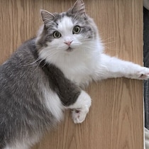 窓辺や高い場所が好きな猫も！猫が“好む場所”の特徴を獣医師が解説