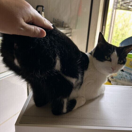 初夏  日本ネコおしりぽんぽん大好き