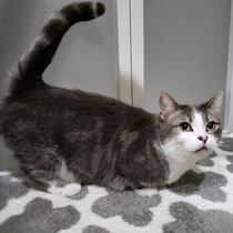 猫がおしりを高く上げるのはなぜ？理由と触れ方を獣医師が解説