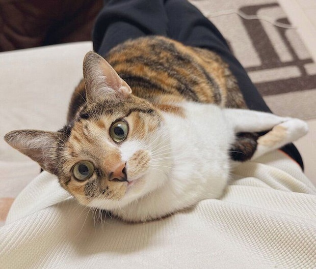 飼い主さんの膝の上でくつろぐこはくちゃん