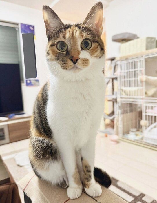 おやつ待ち中のこはくちゃん