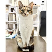 「おやつの時間」をわかっている猫　姿勢正しく“熱視線”を送る様子がかわいすぎる！