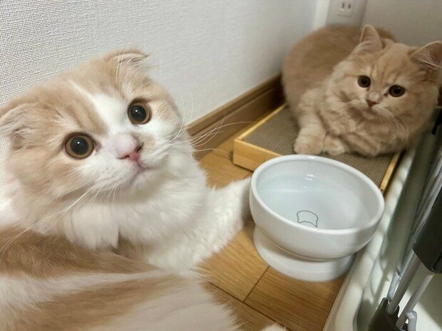 ケージの外で直接対面を果たした2匹