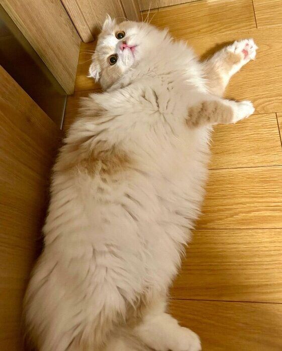 寝転がるらいくん