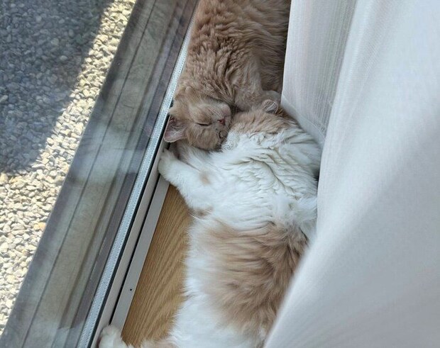 添い寝をするらいくんとむぎくん