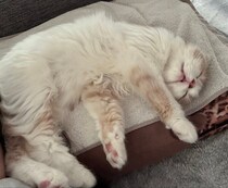 お迎え4日目、飼い主の枕でスヤスヤ眠った子猫→生後8カ月の今、弟猫と仲良し兄弟に成長した姿にほっこり！