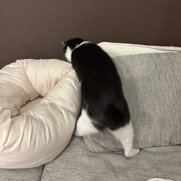 飼い主さんが見かけたかわいい足