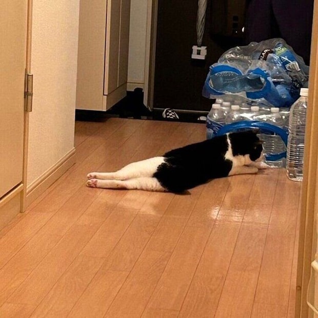 毛柄がスクール水着を着たように見える琥珀くん