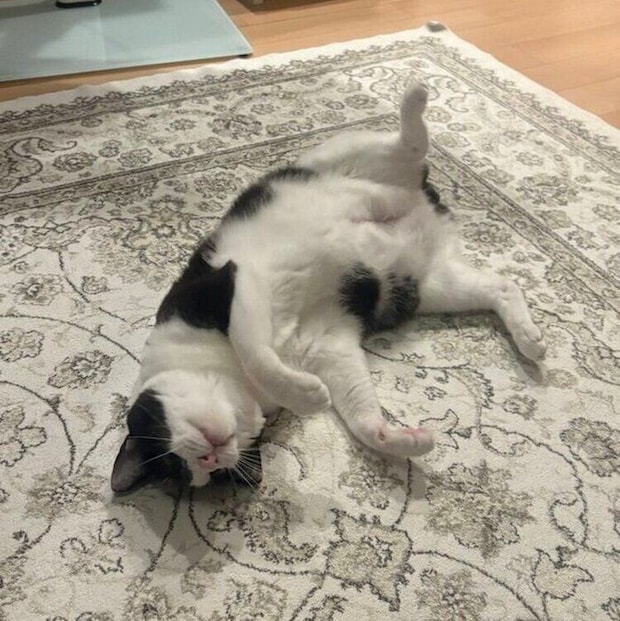 おなかを上に向けて寝転がる琥珀くん