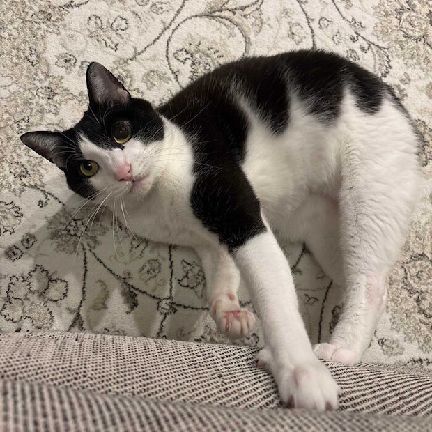 床から見上げる琥珀くん