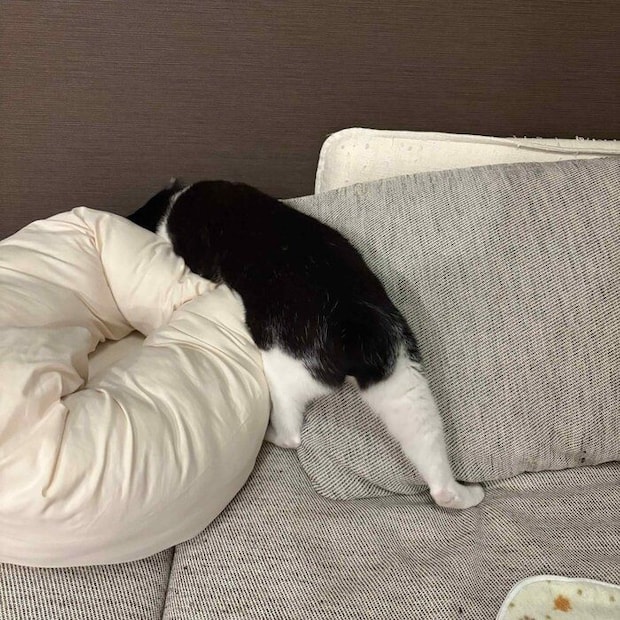 まだまだ、ボールを捜し続ける琥珀くん