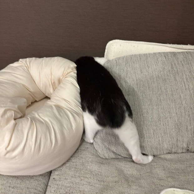 ボールを捜す琥珀くん