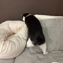 ボール遊びをする猫の姿が話題！　せっせと踏ん張る足に「かわいい」「たまらない」の声