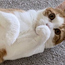 普段はそっけない猫が甘えた姿を見せやすい人とは？調査＆獣医師解説