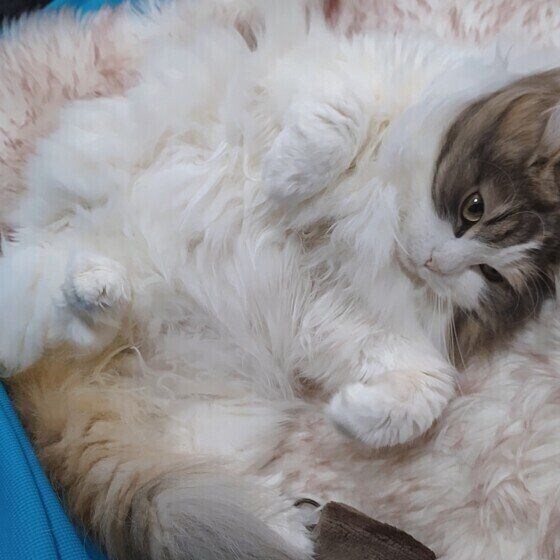 みーこ ノルウェージアンフォレストキャットゴロゴロ