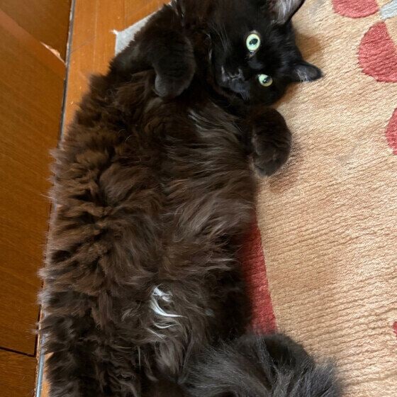 メイちゃん  メインクーンべろーん