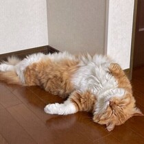 寝転がってお腹を見せる猫の気持ちとは？飼い主さんはなでていいのか見極めるポイント