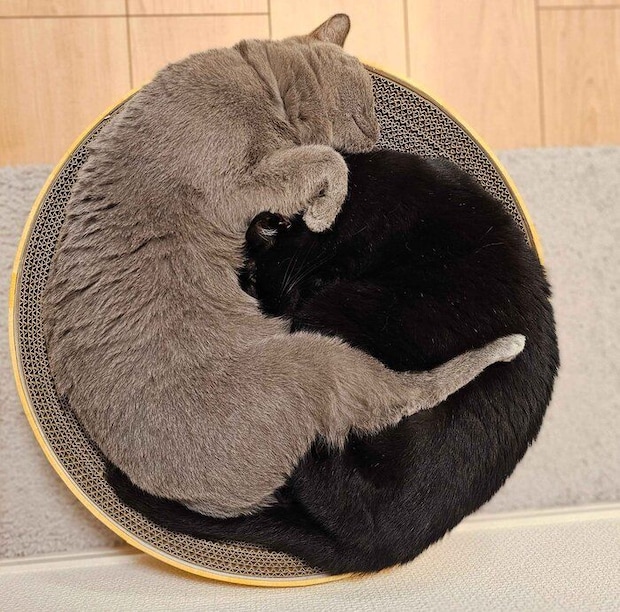 くっつくチックくん、ミトンちゃん