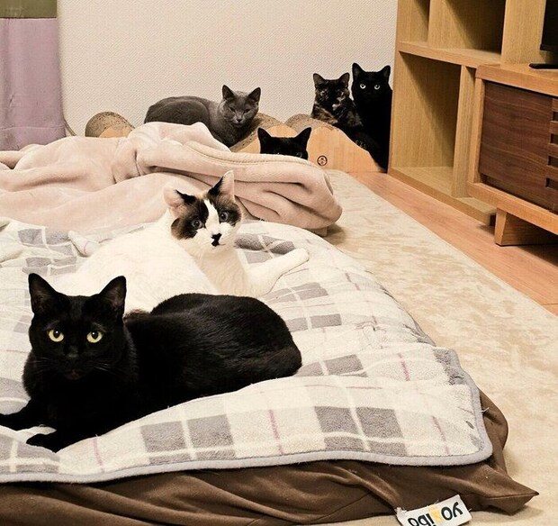 まったりする猫たち