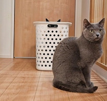 カゴの穴からじーっと見てくる黒猫　「うしろ～！」と叫びたくなる光景にXで11万“いいね”