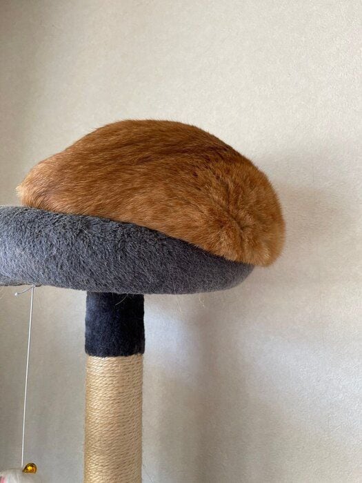 下に垂れそうになっている猫