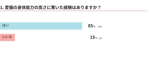 愛猫の身体能力の高さに驚いた経験はありますか？