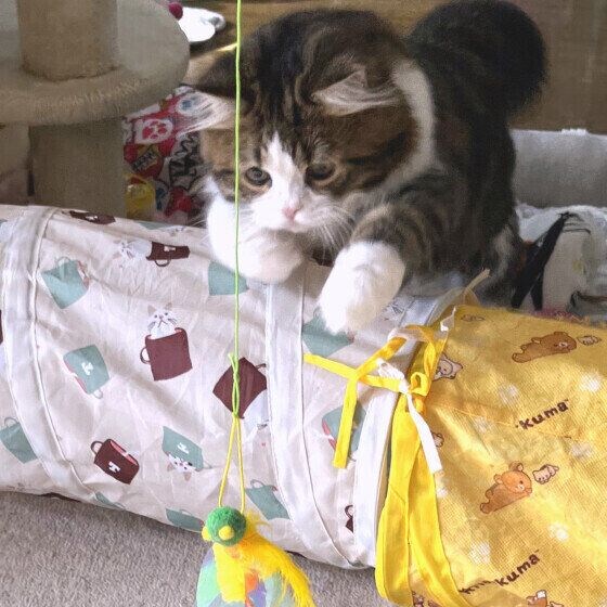 スコティッシュフォールド・ロングヘアの福翔（タルト）くん