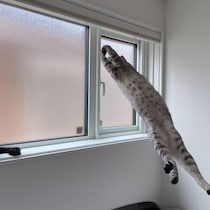 飼い主さんを驚かせた！猫の“スゴイ身体能力”を調査＆獣医師解説