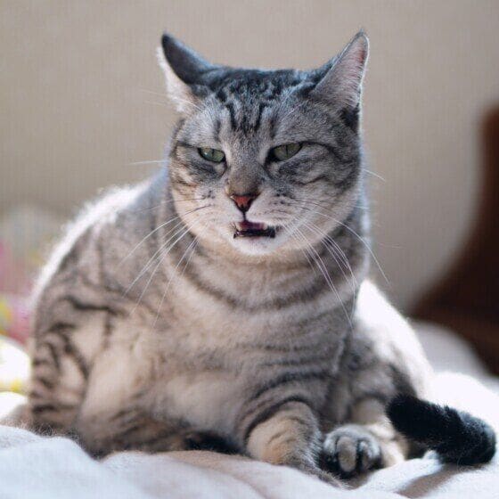 おにいちゃん MIX サバトラおにいちゃんニオイを分析中