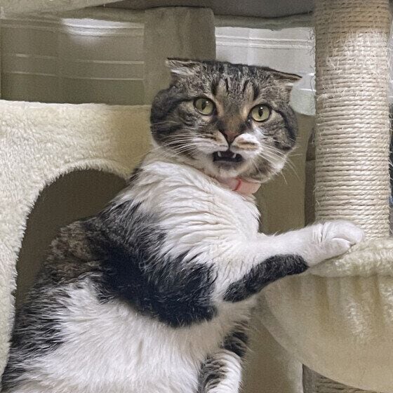 大吉 マンチカンこの顔がたまらない