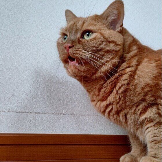 龍太 アメリカンショートヘアフレーメン反応