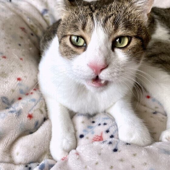 五郎 MIXフレーメン反応中