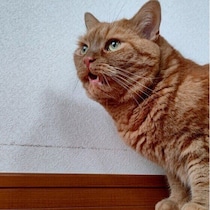 においを嗅いだ後にフレーメン反応、猫はクサいと思ってる？