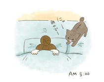 寝たふりが通用しない…猫のステルス能力が怖すぎた【連載】交通事故にあった猫を拾いました#253