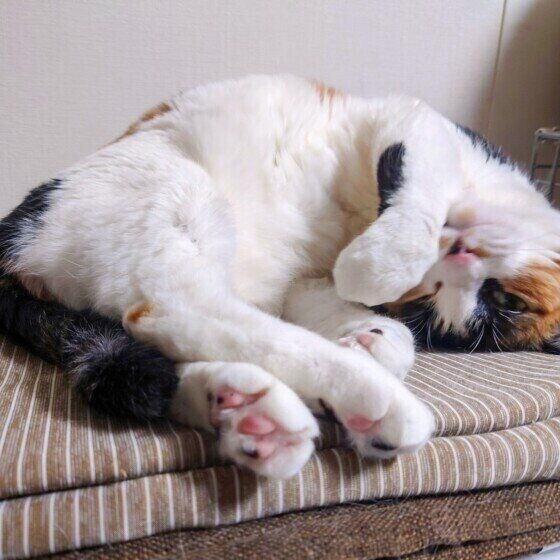 ルビー  MIXミケ頭突き寝