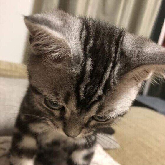 そんなガンつけなくてもー