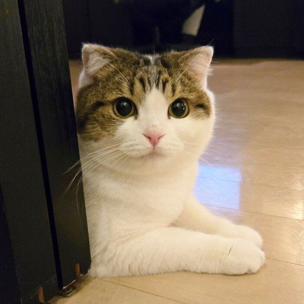 くつろぐよもぎちゃん