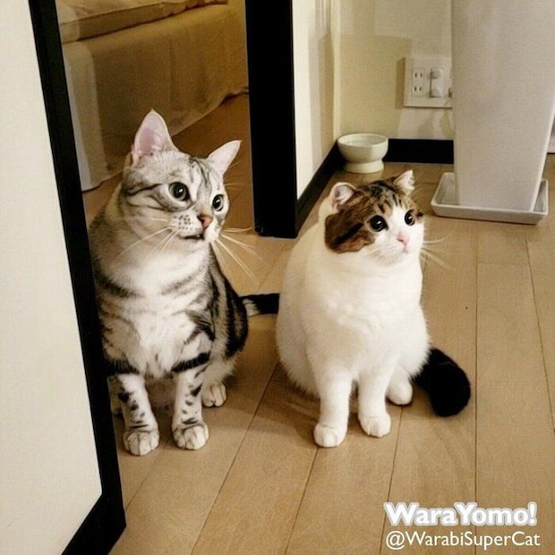 仲良しなわらびくん、よもぎちゃん