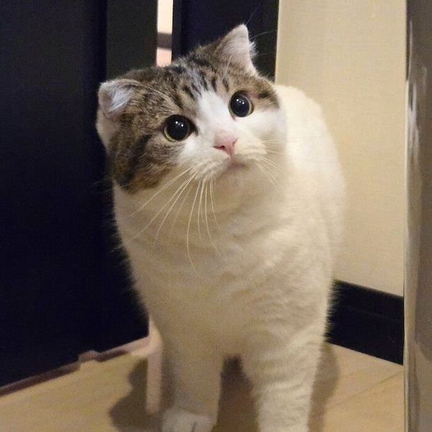 現在のよもぎちゃん