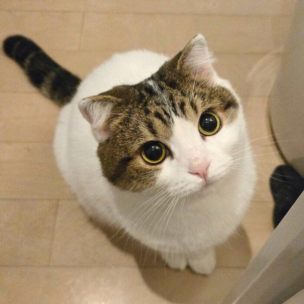 遊びをせがむよもぎちゃん