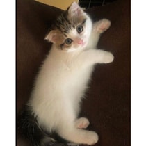 体は小さくても元気いっぱいだった子猫→5才の今はふんわり丸く成長！　飼い主にとって「娘のような存在」に