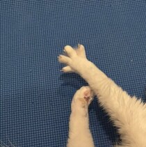 飼い主さんと一緒にヨガしてる？　ヨガマットの上で指先を広げる猫の気持ちを獣医師に聞いてみた