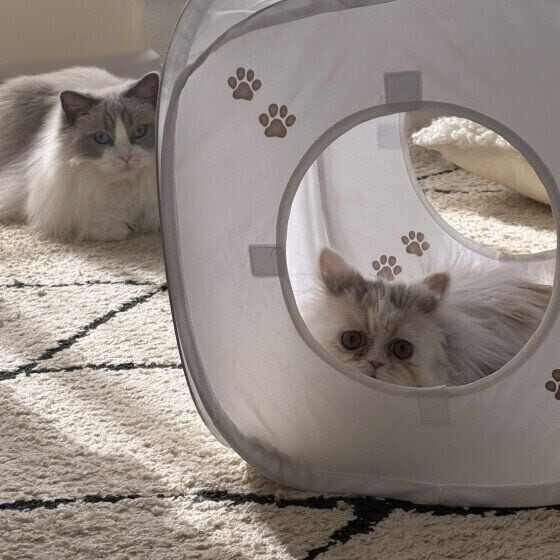  ぽるぽる ラグドールぽるぽるに構って