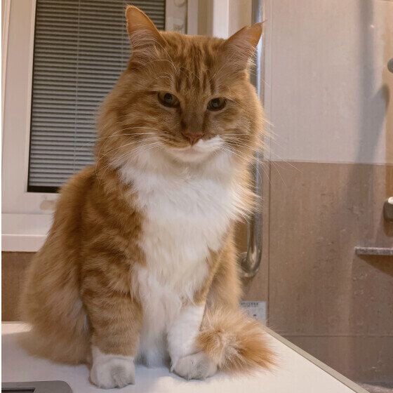 まる  MIX茶×白お風呂のドアに張り付いて