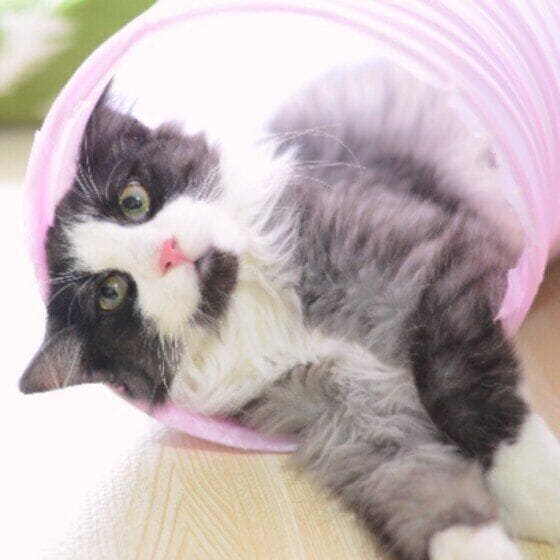 ディーン  ノルウェージアンフォレストキャットトンネル