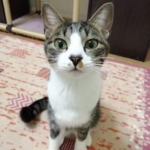 愛猫の名前を呼ぶと来てくれる？呼びかけに反応する理由と接し方のコツを解説