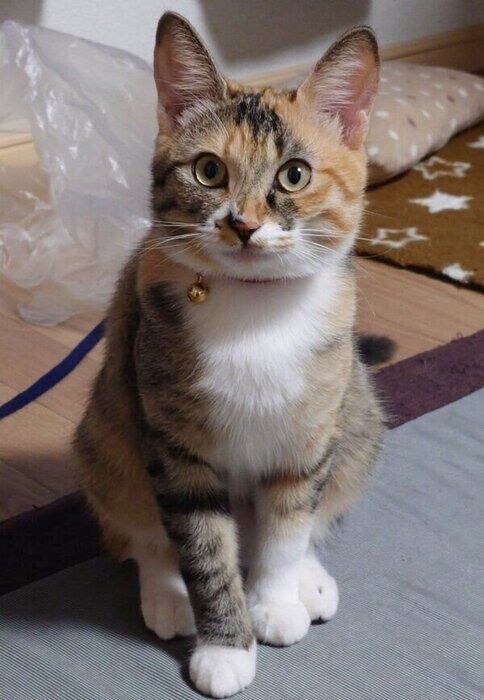 成長してきたるるちゃん