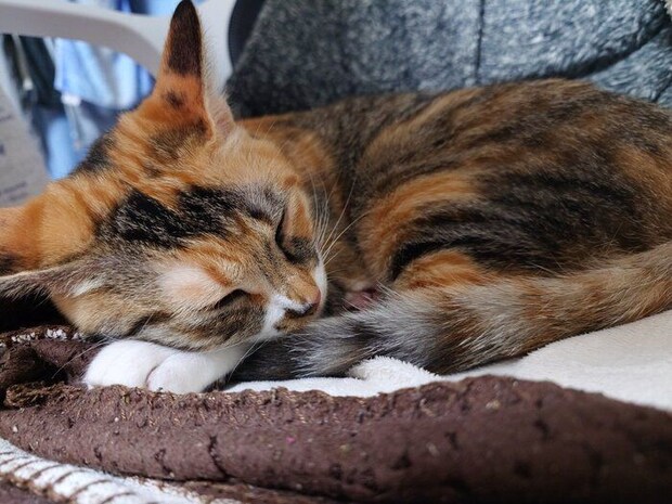 スヤスヤ眠るるるちゃん